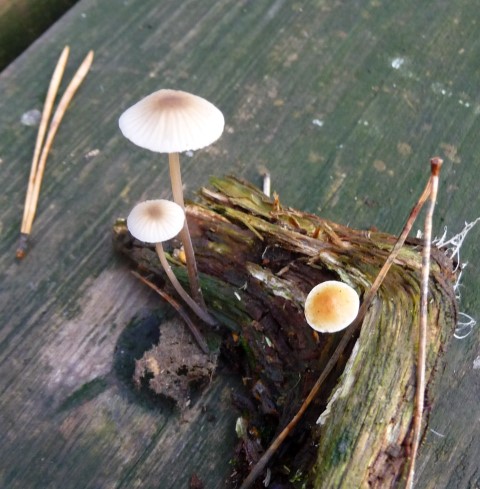 moeilijk te determineren